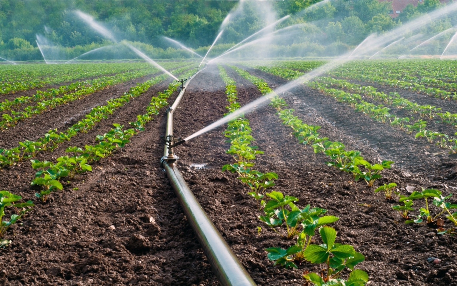 Complete Irrigation Solutions in Union City, CA