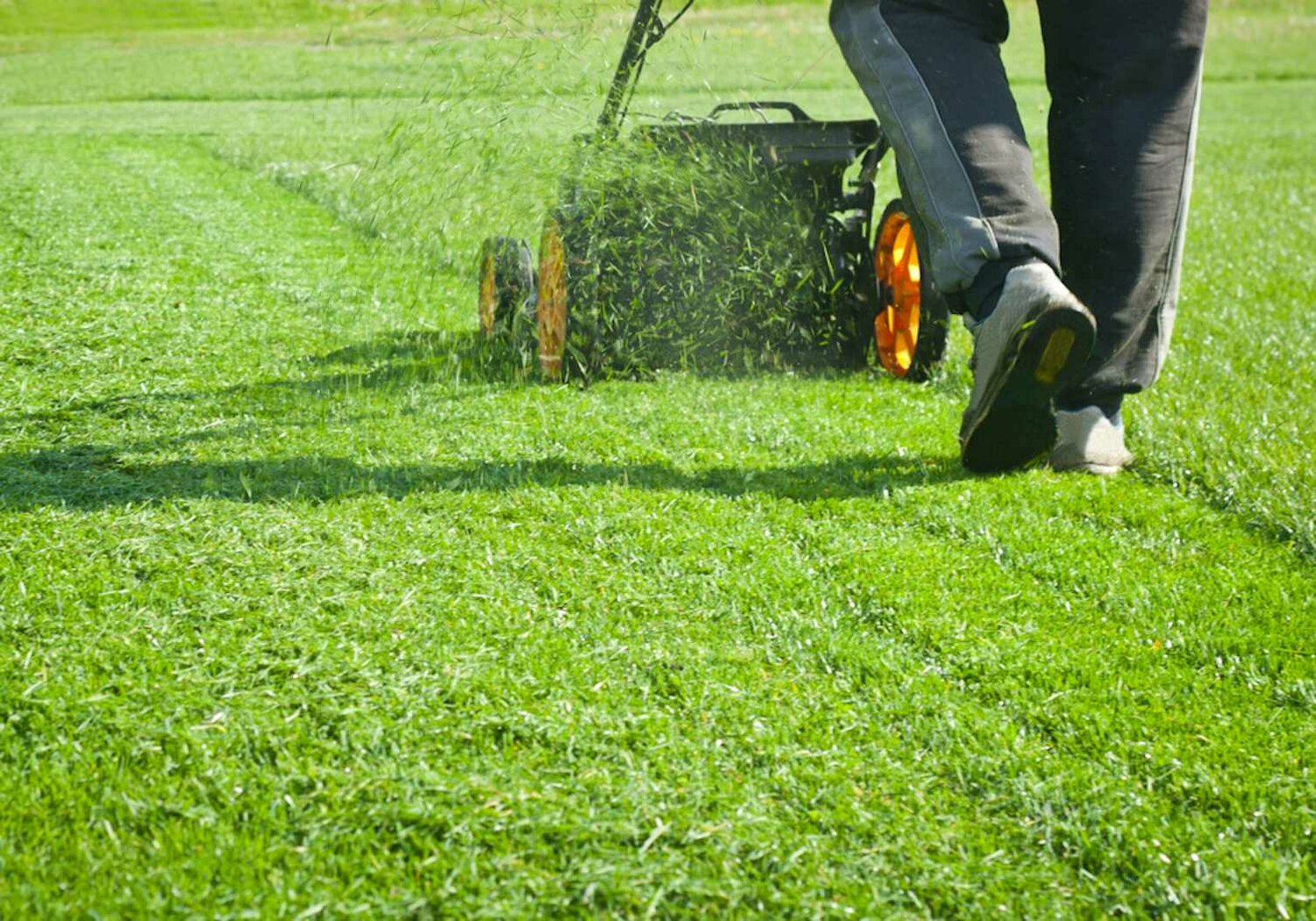 Lawn Cleanup Services in Fremont; CA
