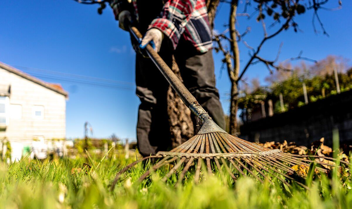 Yard Clean Up Services in San Lorenzo. CA